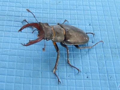 Прикрепленное изображение: 029.jpg